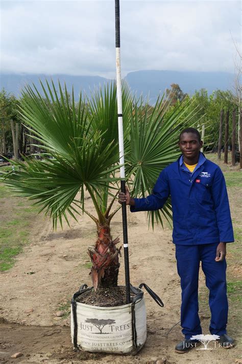 Mexican fan palm, sky duster. 100L Washingtonia robusta. Able to reach up to 30m, this ...