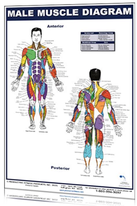 Back Muscle Diagram Male Muscle Diagram Black Man Male Body Names