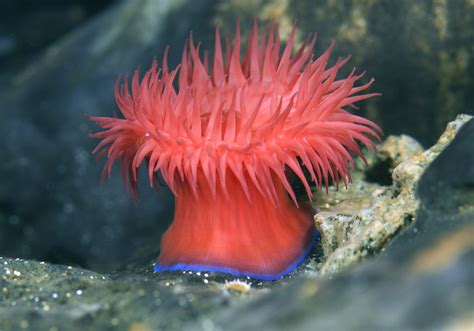Are Sea Anemone Edible All Facts About Sea Anemone You