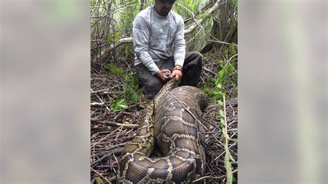 burmese python swallowing a 12kg whole deer within seconds