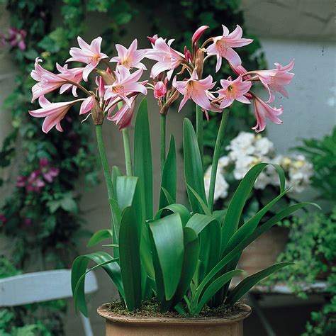 Crinum Powelli J Parker Dutch Bulbs