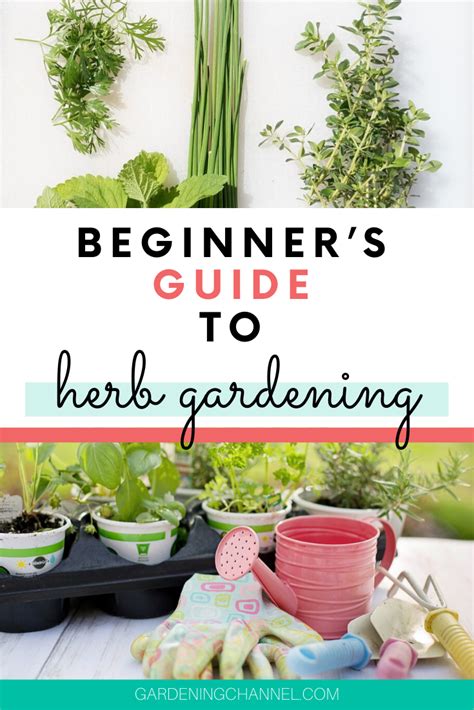 Beginners Guide To Herb Gardening Gardening Channel Growing Herbs