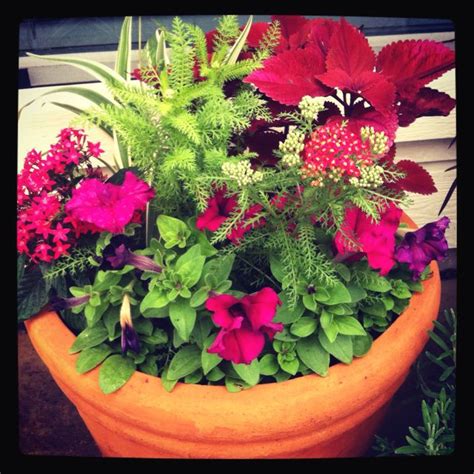 I Love The Use Of Perennial Yarrow In This Planter Container