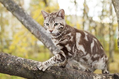 Marble Bengal Cat Facts Origin And History With Pictures Hepper