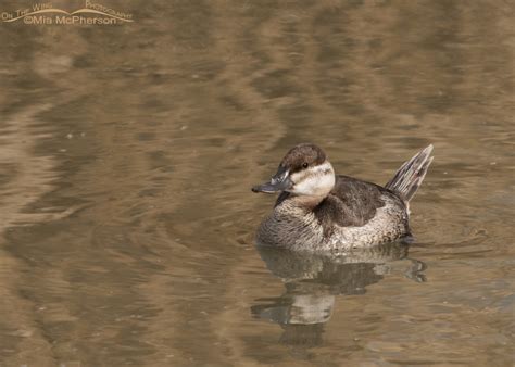 Ruddy Duck Female On The Wing Photography