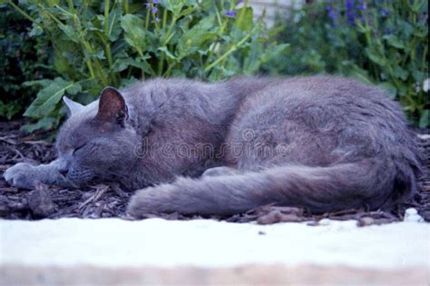 Sleeping Gray Cat Stock Photo Image Of Feline House 13054884