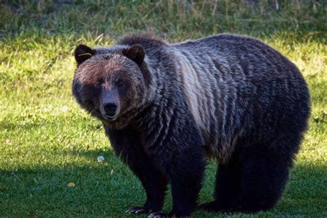 Conservationists Mourn Death Of Female Alberta Grizzly Bear In Bc