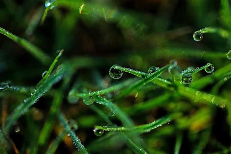 Grass Plant Closeup Macro Water Rain Dew Droplet Wet Fresh