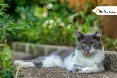 15 Gorgeous Grey And White Cat Breeds In 2024 Pets Nurturing
