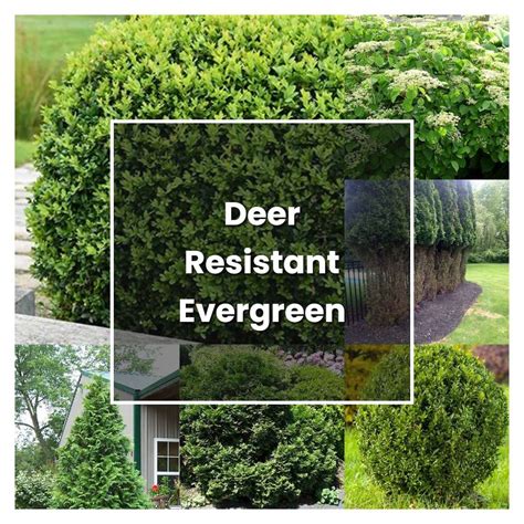 How To Grow Deer Resistant Evergreen Shrubs Plant Care And Tips