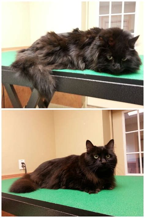Before And After Kitty Bath Cat Grooming Black Long Haired Cat Persian Cat Cat Grooming