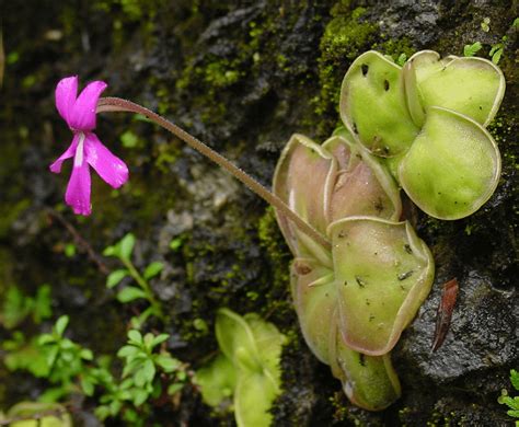 Butterwort L Fascinating Variety Our Breathing Planet