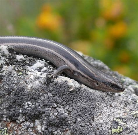 Newsroom Hatchling Lizards Are Smarter Than You Think Macquarie University
