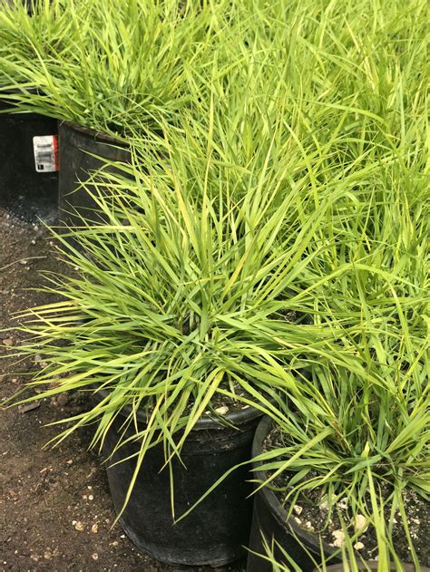 Ornamental Grasses Of Puget Sound Nursery Blog Ornamental Grasses
