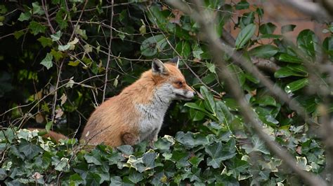 Fox In Garden In Mating Season Youtube