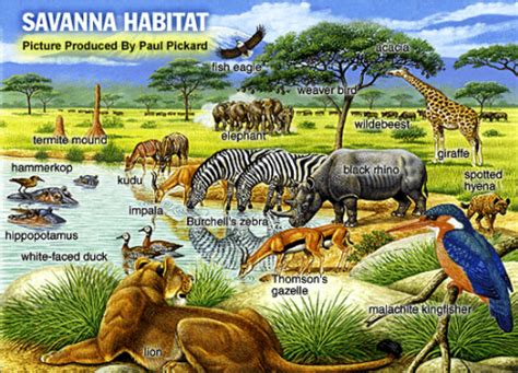 Animal Life - The Great Savanna