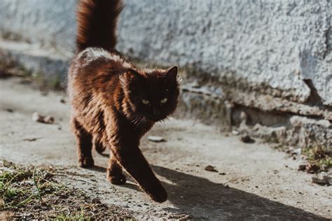 12 Interesting Facts About Feral Cats Do You Know Them Ok Cute Pets