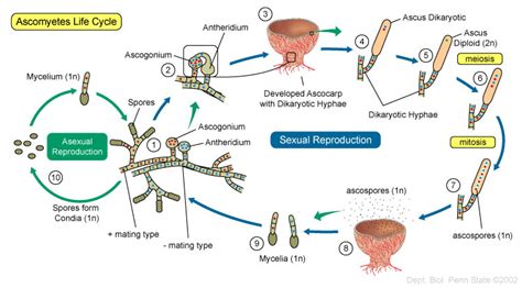 Sexual reproduction in fungi occurs in three stages. Exserohilum rostratum, the killing fungus | Danny Haelewaters