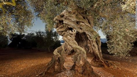 Los Olivos Milenarios De La Sénia Reconocidos Como Patrimonio Agrícola