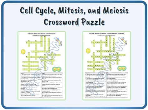 Cell Cycle Mitosis And Meiosis Crossword Puzzle Worksheet Activity