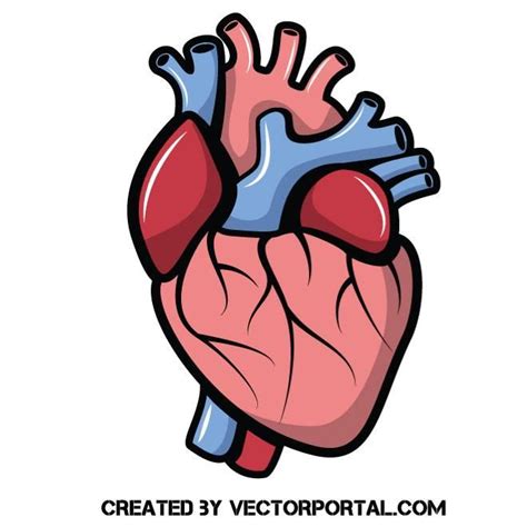 Heart Vector Clip Art Dibujo De Corazon Humano Dibujos De Corazones