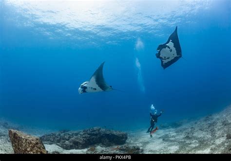 Stock Image Scuba Divers With Giant Pacific Manta Rays La Reina Sea Of