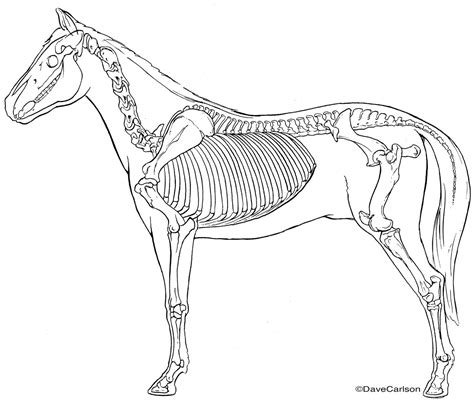 Horse Equine Skeleton Bandw Line Art Lateral View Carlson Stock Art