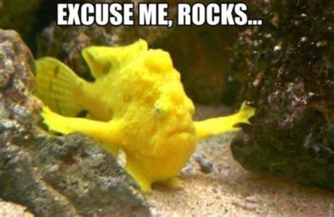 25 Funny Animal Memes To Make You Laugh Till You Drop