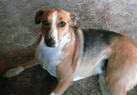 Dog Breeds Similar To The Nigerian ‘local Dog Pets Nigeria
