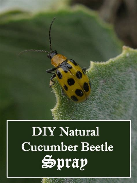 Diy Cucumber Beetle Spray