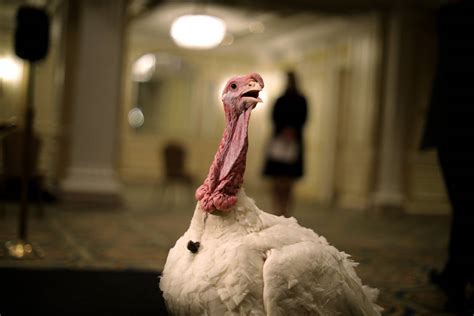 white house turkey pardon corn named national thanksgiving turkey wftv