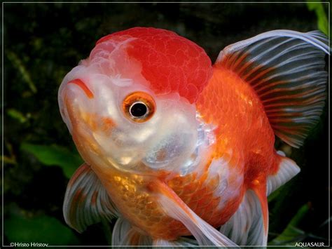 Some of my Goldfish... | Goldfish, Oranda goldfish ...