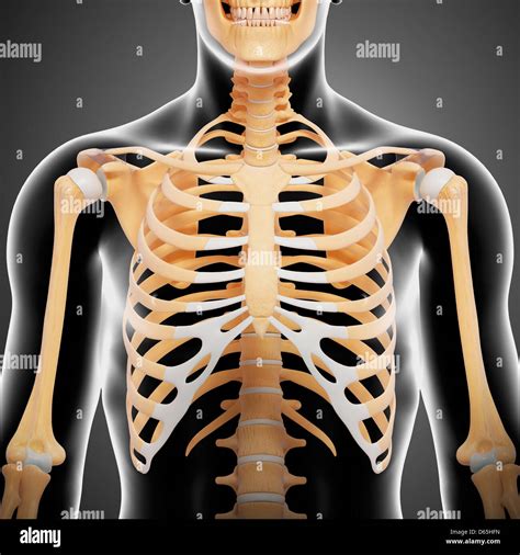 Male Chest Bones High Resolution Stock Photography And Images Alamy