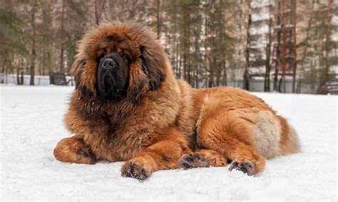 8 Big Fluffy Dog Breeds Foreblog