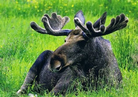 Project 3 Research Elk National Animal Of Sweden National Animal