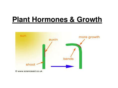Gcse Plant Hormones And Growth Foundationsen Teaching Resources