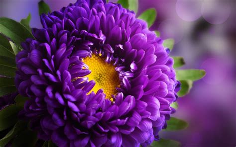 Yellow And Purple Flowers Wallpaper Wallpaper Download Free
