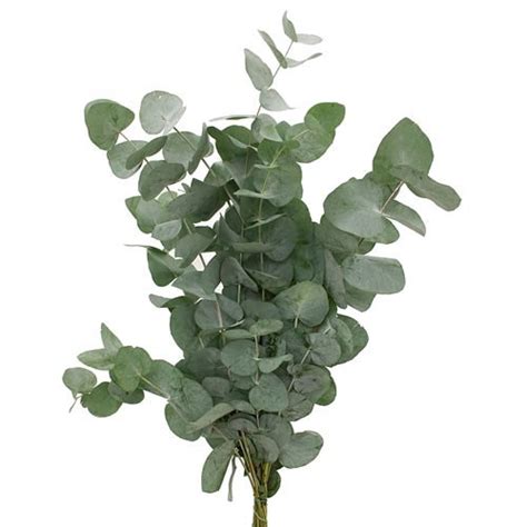 Eucalyptus Cinerea Cm Wholesale Dutch Flowers Florist Supplies Uk