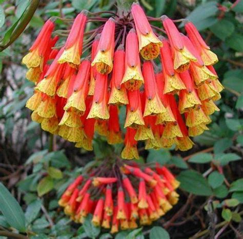 Ver más ideas sobre flores, hermosas flores, flores bonitas. Pin de Maria Gloria Silveira en FLORES EXTRAORDINARIAS ...