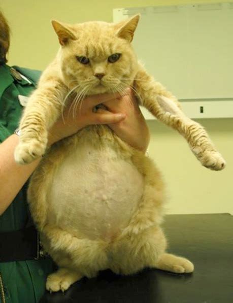 Fip disproportionately affects pedigree cats under two years old. Feline Infectious Peritonitis