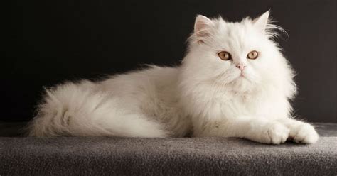 Le 10 Razze Di Gatti Più Belle In Assoluto Il Mio Gatto è Leggenda