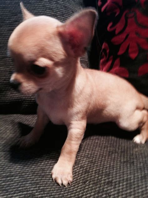 Gorgeous Male Chihuahua Pup Ready Now Stockton On Tees County