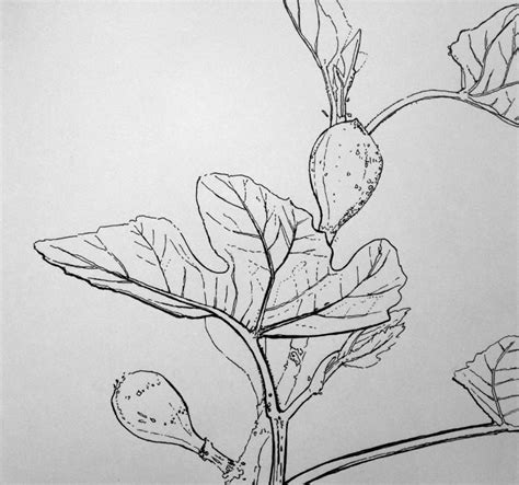 Saatchi Art Artist Richard Lee Drawing Fig Leaf Art Leaf Drawing