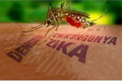 ¡aprende A Prevenir El Virus Del Dengue Chikungunya Y El Zika