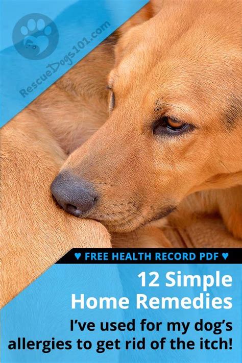 The Ultimate Guide To Home Remedies For Dog Allergies Dog Allergies