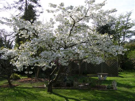 Stella Cherry Tree — Bbc Gardeners World Magazine