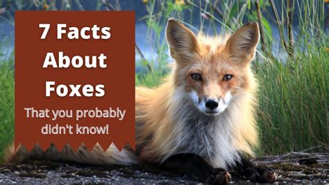 7 Facts About Foxes That You Probably Didnt Know Youtube