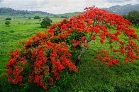 The Flamboyan Is One Of The Loveliest Trees In The Caribbean And Is
