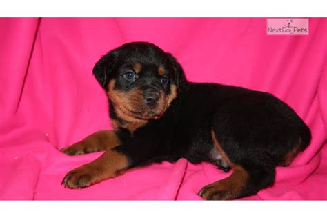 Rottweiler puppy for sale near indiana, eagle creek, usa. Blue: Rottweiler puppy for sale near Indianapolis, Indiana. | ec0634f4-2d51