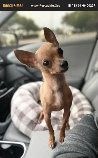 Adopt 23040600267 ~ Chihuahua Rescue ~ San Antonio Tx